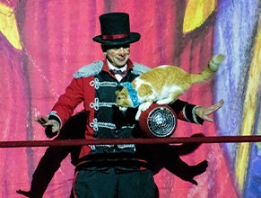 Performing cat and actor