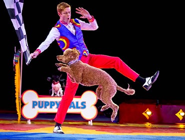 More Info for Puppy Pals, Comedic Stunt Dog Show
